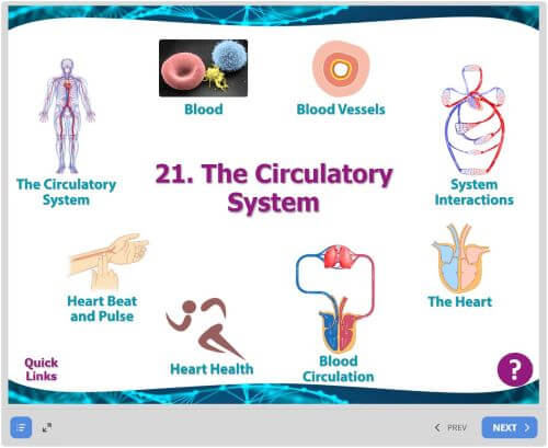 27. The Circulatory System Image