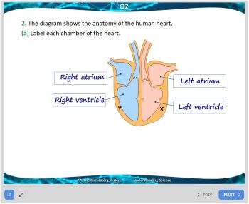 27. Assessment Solutions Slides Image
