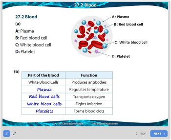 27. The Circulatory System Image